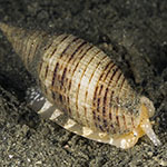 Phos roseatus